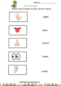 5 senses worksheets for pre k